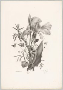 Various Flowers (Flower and Fruit Studies, 10th installment) by Anton Weiss