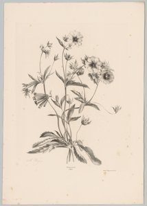 Various Flowers (Flower and Fruit Studies, 10th installment) by Anton Weiss