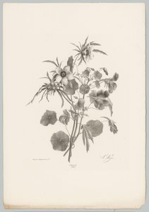 Various Flowers (Flower and Fruit Studies, 10th installment) by Anton Weiss