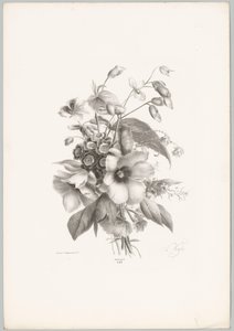 Various Flowers (Flower and Fruit Studies, 10th installment)
