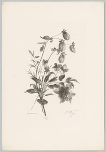 Various Flowers (Flower and Fruit Studies 10th installment series) by Anton Weiss