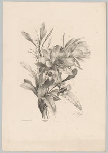 Various Flowers (series title)