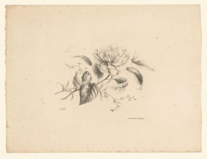 Various Flowers (Flowers and Fruits)