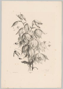Hanging Flowers (Flower and Fruit Studies, 10th installment) by Anton Weiss
