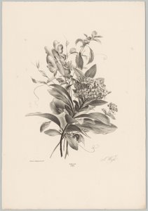 Hydrangeas and Other Flowers (Flower and Fruit Studies, 10th installment) by Anton Weiss