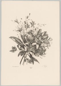 Lilies (Flower and Fruit Studies, 10th installment)