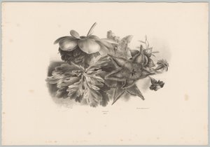 Passionflowers and Leaves