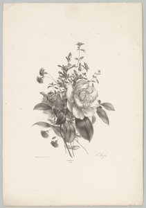 Roses, Carnations, and Fuchsia (Flower and Fruit Studies, 10th Issue)