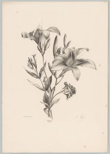 Two Lilies (Flower and Fruit Studies 10th installment series)