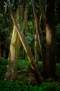 Afternoon, Tijuca Forest, Brazil, 2022 by Antonio Schubert