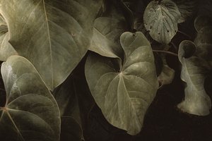 Anthurium Andraeanum, XVI e, Petrópolis, Rio de Janeiro, Brazil, 2025 by Antonio Schubert