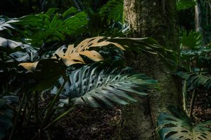 Corcovado Trail IX, Petrópolis, Rio de Janeiro, Brazil, 2025