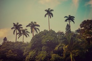 Palm Trees II by Antonio Schubert