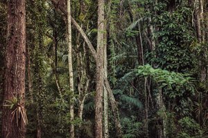 Rain Forest V, 2021