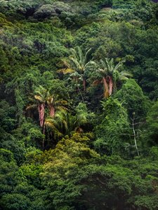 Tijuca Forest XXXII, 2018