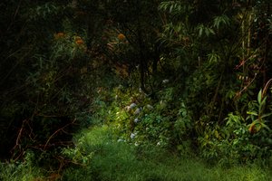 Trails, 2015 by Antonio Schubert