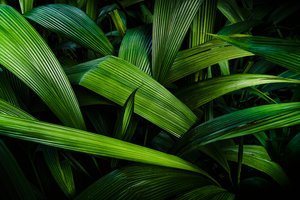 Tropical Gardens II, Rio de Janeiro, Brazil, 2024 by Antonio Schubert
