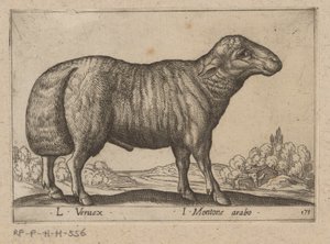 Arabian Sheep by Antonio Tempesta