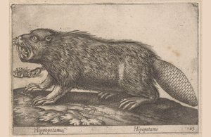 Beaver Hippopotamus / Hipopotamo (title on object) Animals and Mythical Creatures (series title) Nova Raccolta de li Animali Piu Curiosi del Mondo (series title)
