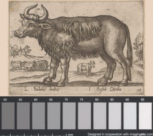 Buffalo by Antonio Tempesta