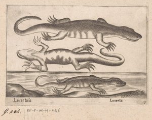 Three Lizards