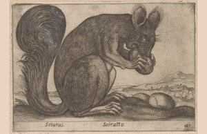 Squirrel (Sciurus, Sciratto, Animals and Fabulous Creatures, Nova raccolta de li animali piu curiosi del mondo) by Antonio Tempesta