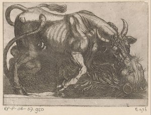 A Bull Fighting with a Lion