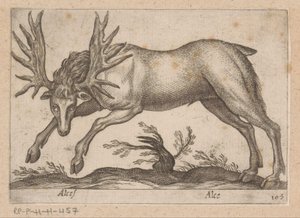 Elk
