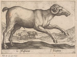 Goat-like Creature (Animals and Mythical Creatures / Nova raccolta de li animali piu curiosi del mondo) by Antonio Tempesta
