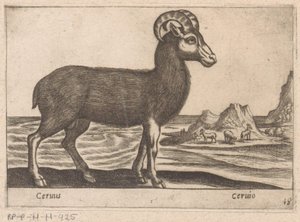 Chamois by Antonio Tempesta
