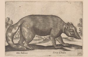 Indian Mouse, Burmese Ferret-Badger, Animals and Mythical Creatures (series title), Nova raccolta de li animali piu curiosi del mondo (series title) by Antonio Tempesta