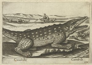 Crocodile (Animals and Mythical Creatures, Nova raccolta de li animali piu curiosi del mondo)