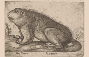 Marmot (title on object) Dieren en fabelwezens (series title) Nova raccolta de li animali piu curiosi del mondo (series title) by Antonio Tempesta