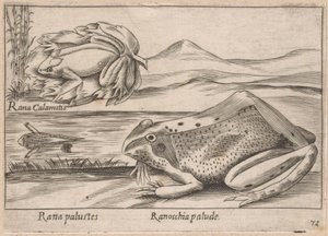 Marsh Frogs by Antonio Tempesta