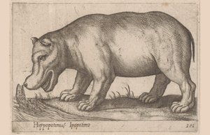Hippopotamus by Antonio Tempesta