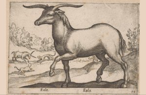 Horse with Horns (Eale, Animals and Fabulous Creatures, Nova raccolta de li animali piu curiosi del mondo)