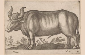 Ox