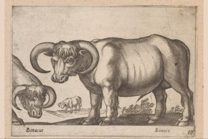Cattle