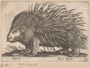 Porcupine by Antonio Tempesta