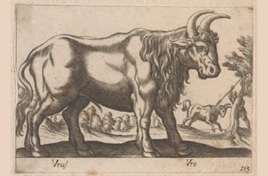 Bull (series title: Animals and Mythical Creatures, Nova raccolta de li animali piu curiosi del mondo) by Antonio Tempesta