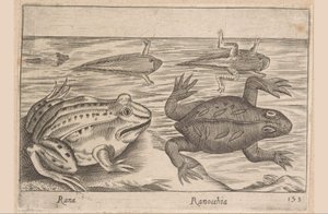 Five Stages of a Frog (Animals and Fabulous Creatures, Nova raccolta de li animali piu curiosi del mondo) by Antonio Tempesta