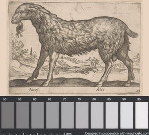 Female Moose by Antonio Tempesta