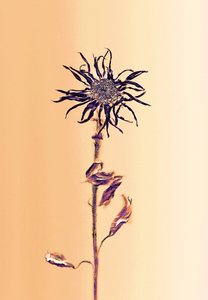 Ancient Flower -Apricot, 2025