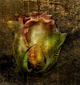 Artfloral -55 by Antonius Antonius