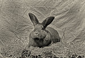 Goodbye Durer by Antonius Antonius