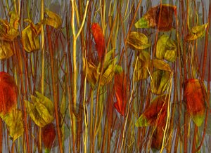 The Secret Wood, 2014