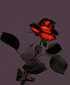 A New Rose, 2007 by Antonius Antonius
