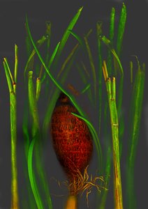 Jungle Fruit by Antonius Antonius