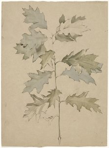 Oak Branch with Foliage by Antoon Derkinderen