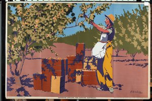 Gathering Apricots for Canning - Australia by Archibald Bertram Webb
